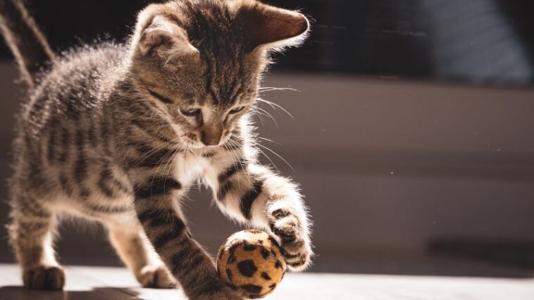 Wie soll ich meine Katze nennen? Woran soll ich mich orientieren